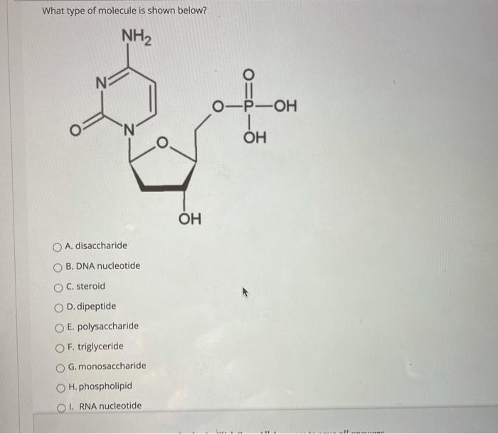 Solved What type of molecule is shown below? NH ооо II III | Chegg.com