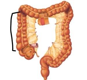 Solved Identify the part of this organ designated by the | Chegg.com