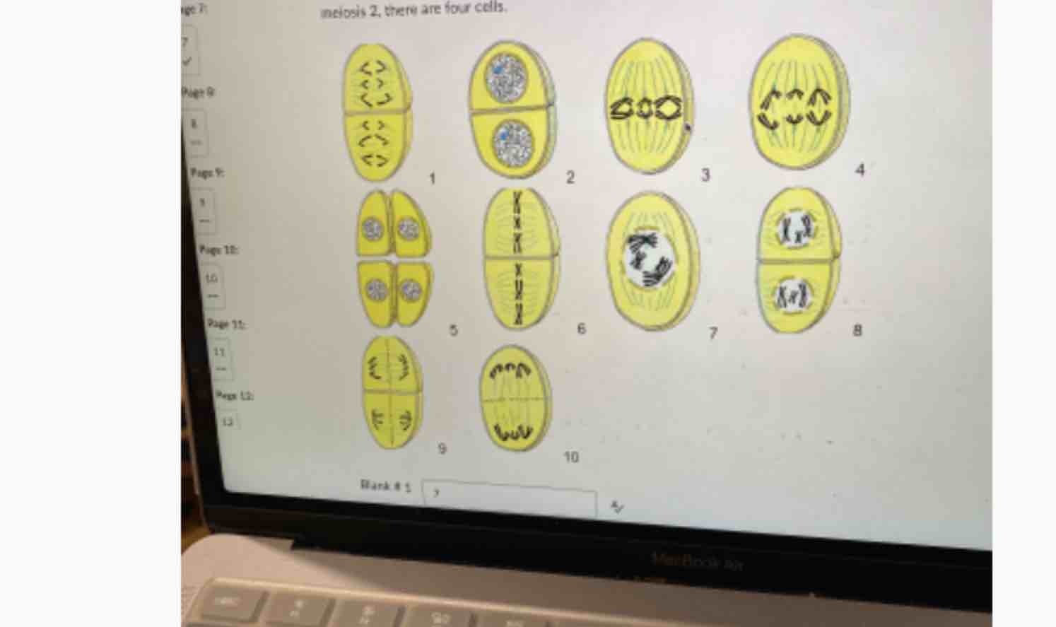 Solved match these images to the stage of meiosis . | Chegg.com