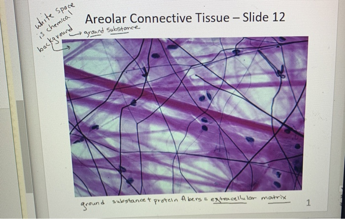 areolar connective tissue slide
