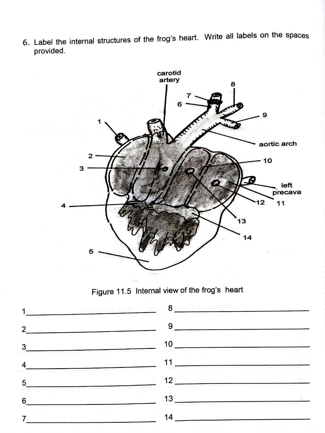 Solved 3. Trace the pathway of the blood in the pulmonary | Chegg.com