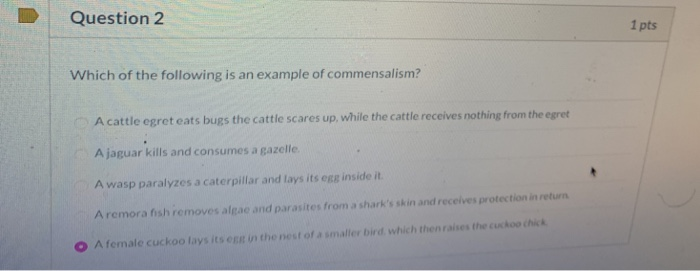 Solved Question 2 1 Pts Which Of The Following Is An Exam