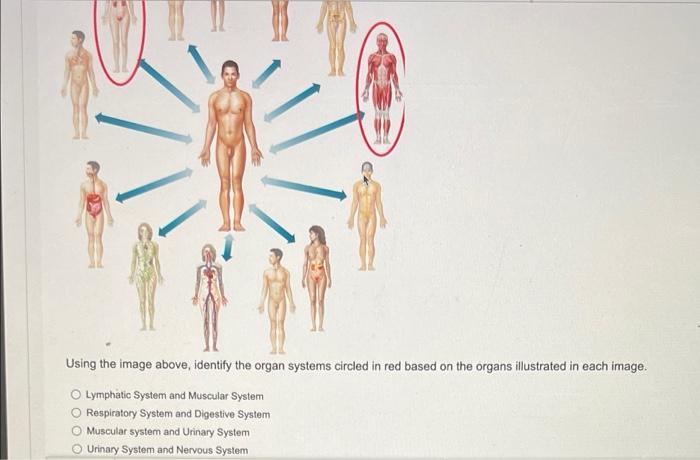 Solved Using the image above, identify the organ systems | Chegg.com