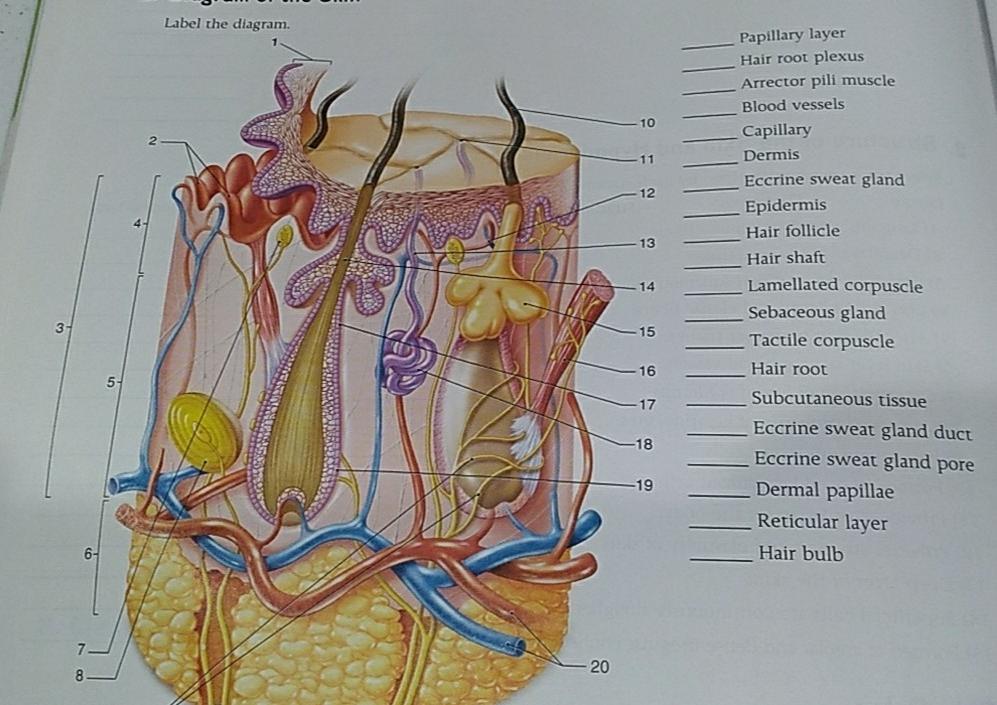 Label The Diagram 10 Papillary Layer Hair Root Chegg Com