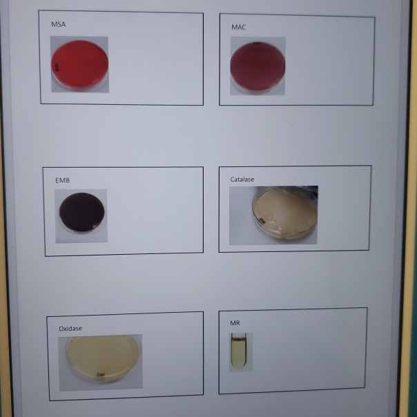 Solved Unknown Identification Identify your unknown. Use | Chegg.com