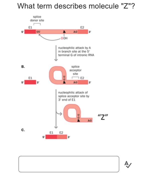 solved-what-term-describes-molecule-z-chegg