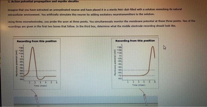 Solved 3. Action potential propagation and myelin sheaths | Chegg.com