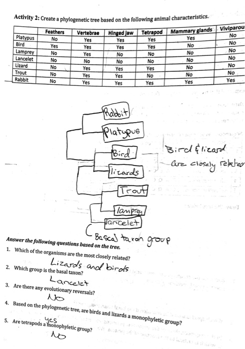 Solved Activity 2: Create A Phylogenetic Tree Based On The | Chegg.com