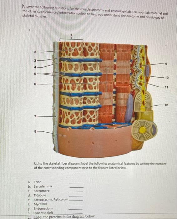 Solved Answer the following questions for the muscle anatomy | Chegg.com