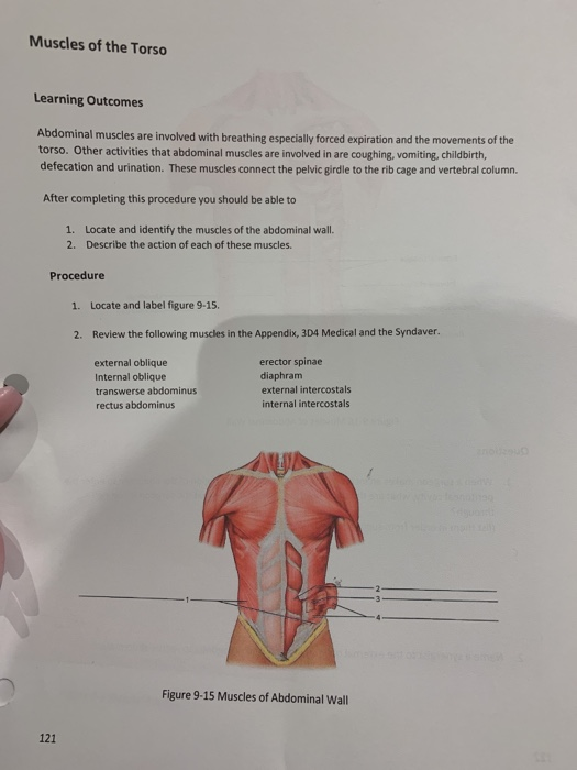 Solved Muscles of the Torso Learning Outcomes Abdominal