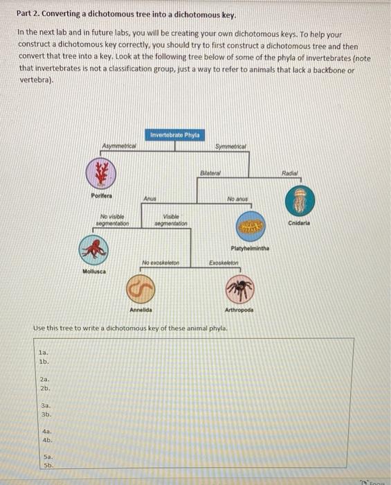 Solved DICHTOMOUS KEYS In order to better understand how | Chegg.com
