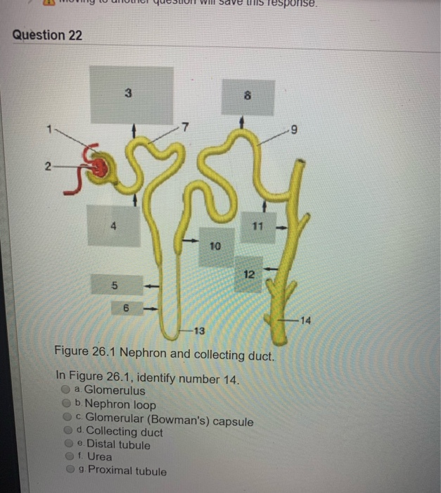 Solved Question 9 Figure 26.1 Nephron and collecting duct In | Chegg.com