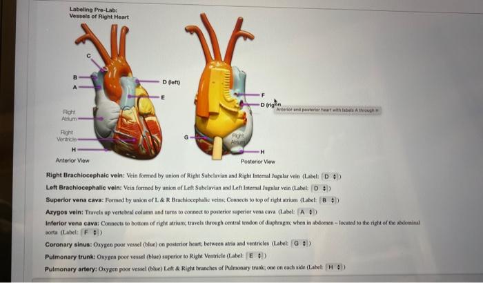 brachiocephalic vein