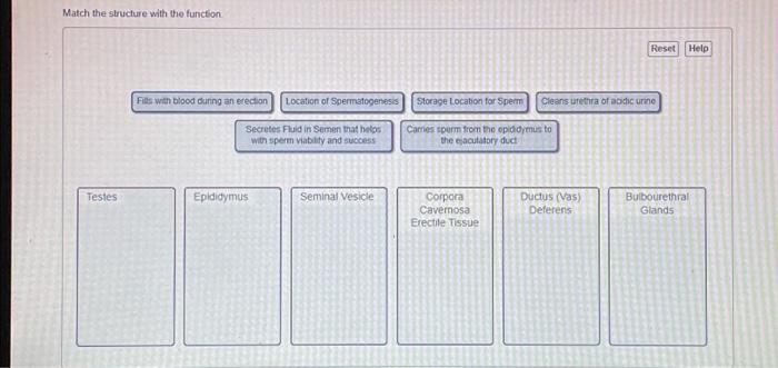 Solved Drag the appropriate labels to their respective | Chegg.com