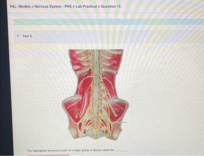 Solved PAL: Models > Nervous System - PNS > Lab Practical > | Chegg.com