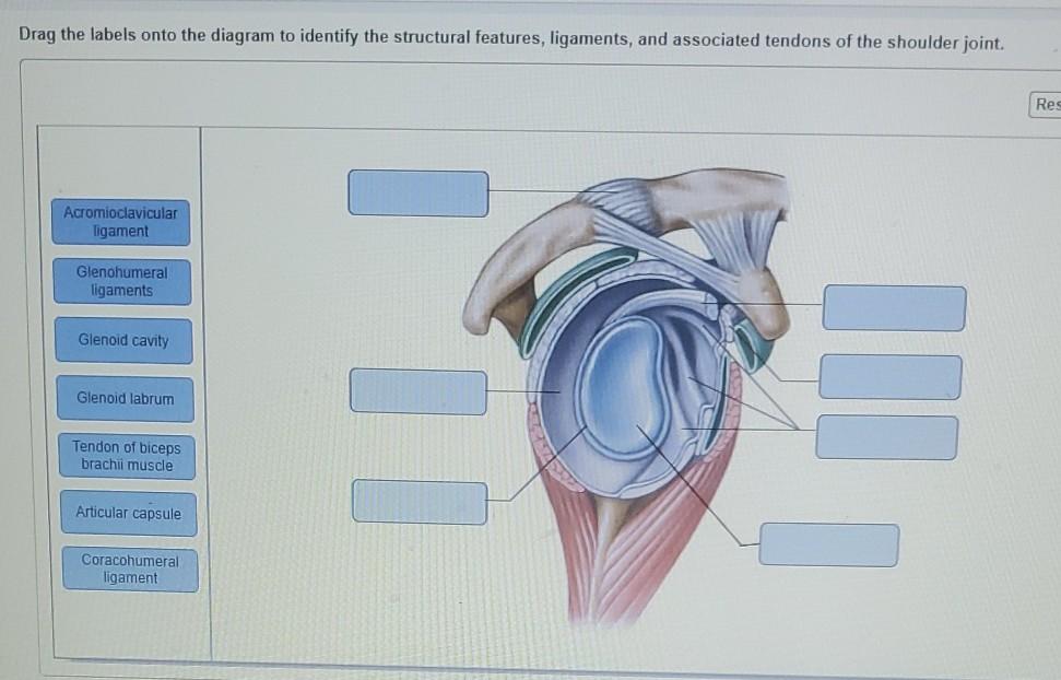 Drag The Labels Onto The Diagram To Identify The Chegg Com