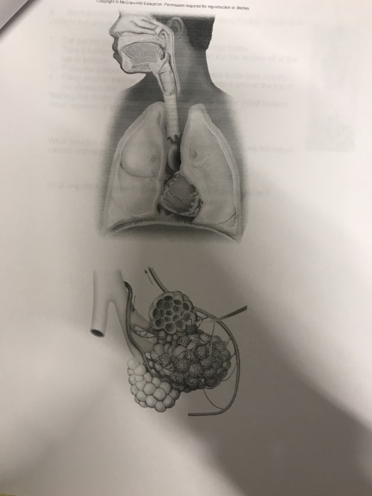 Solved - Exercises: Respiratory anatomy. Using the diagrams, | Chegg.com