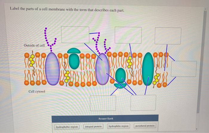 Solved Label the parts of a cell membrane with the term that | Chegg.com