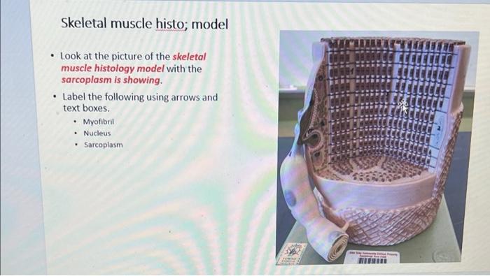 Skeletal muscle histo; model
• Look at the picture of the skeletal
muscle histology model with the
sarcoplasm is showing.
• L
