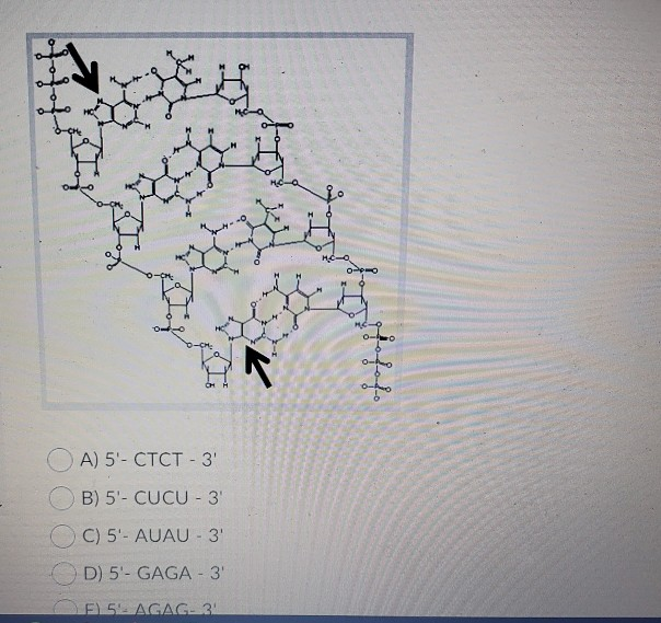 Solved A) 5'- CTCT - 3' B) 5'- CUCU - 3 C) 5'- AUAU - 3 OD) | Chegg.com