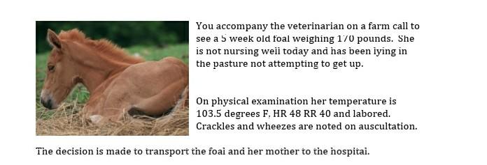 You accompany the veterinarian on a farm call to see a 5 week old foal weighing 170 pounds. She is not nursing well today and