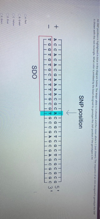 An SNP position is highlighted in blue in the diagram | Chegg.com