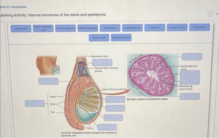 Solved abeling Activity: Internal structures of the testis | Chegg.com