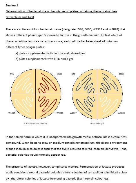 Solved Section 1 Determination Of Bacterial Strain | Chegg.com