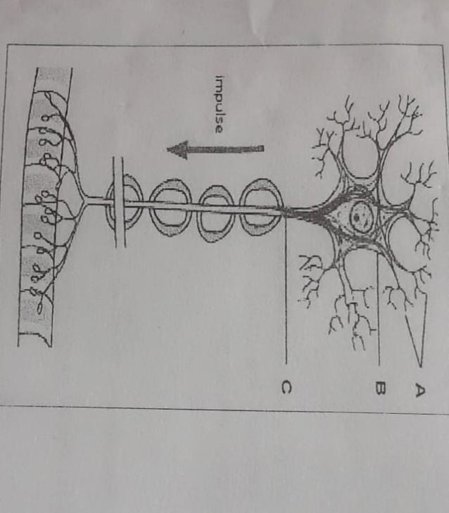 Solved 4:2.1. Identify The Cell Above. 4.2.2. Identify 