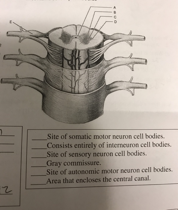 Solved Site Of Somatic Motor Neuron Cell Bodies Consists Chegg