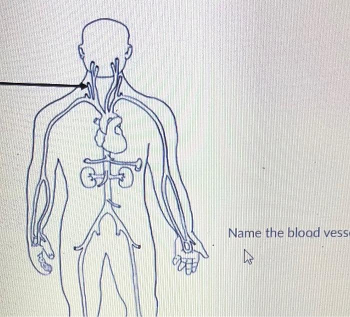 Solved Name The Blood Vess B | Chegg.com