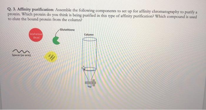 when to take l glutathione Solved Q. 3. Affinity purification: Assemble the following