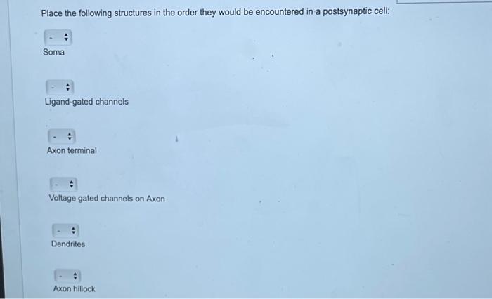 Solved Place the following structures in the order they | Chegg.com