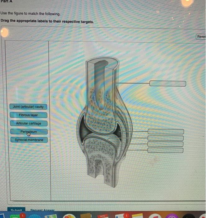 Solved Use The Figure To Match The Following. Drag The | Chegg.com