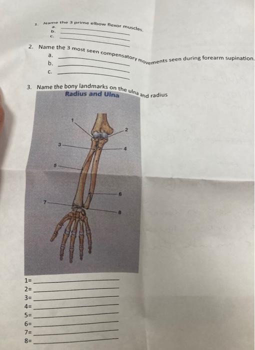 Solved 1. Name the 3 prime elbow flexor muscles. 1= 2= 3= 4= | Chegg.com