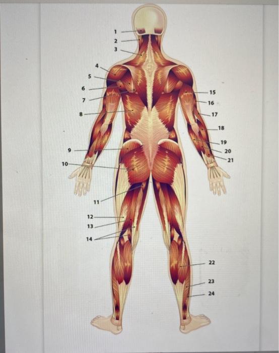 Solved can you please help me with labling the body muscles. | Chegg.com