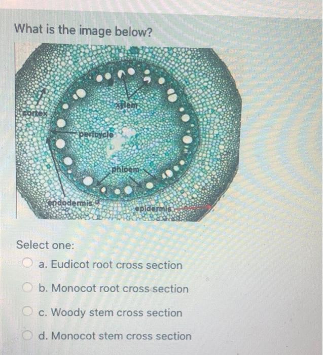What is the image below? xlen pericycle phloem | Chegg.com