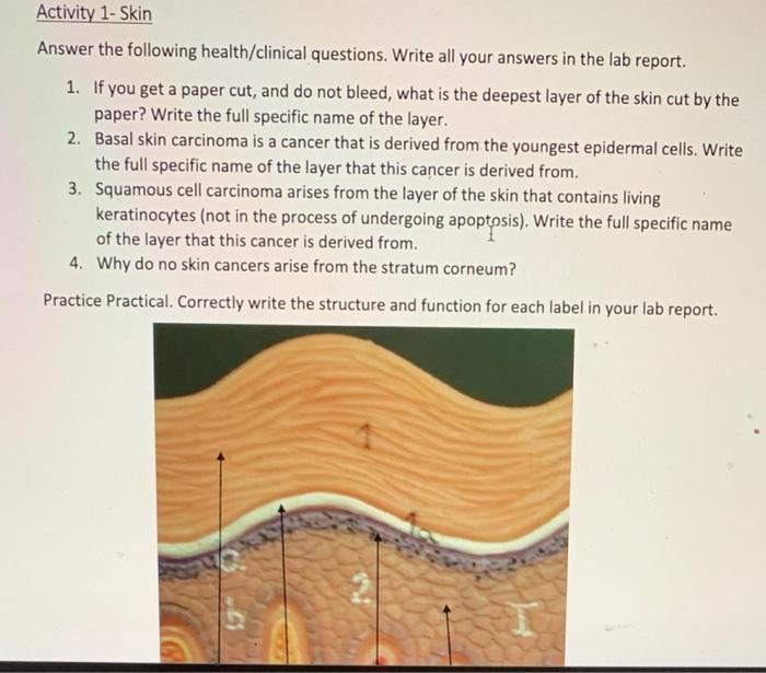 Solved Activity 1- Skin Answer The Following Health/clinical | Chegg.com