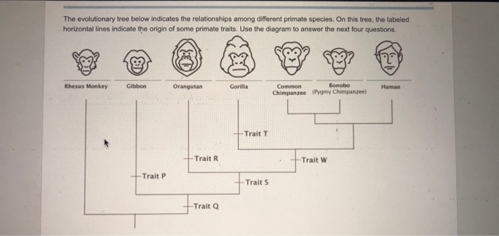 Solved The evolutionary tree below indicates the | Chegg.com