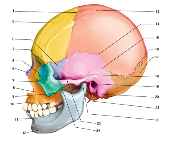 the-skull-and-sutures-quiz-by-juliettegarnier