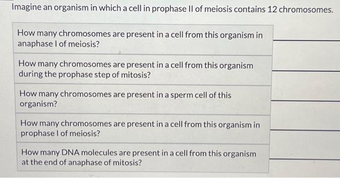Solved Imagine an organism in which a cell in prophase II of | Chegg.com