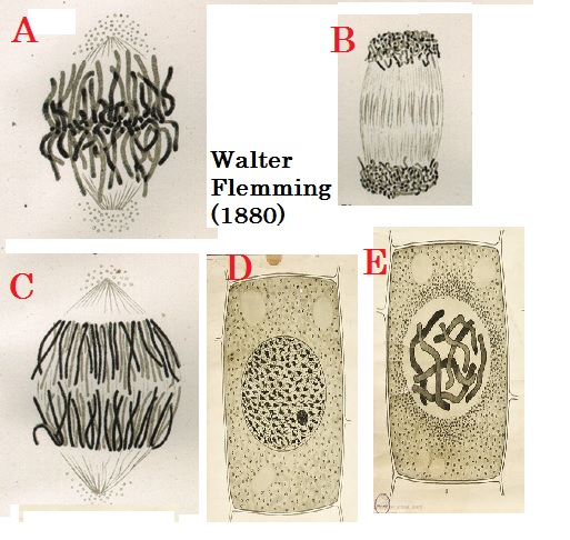 Solved Walter Flemming identified cells at different stages | Chegg.com