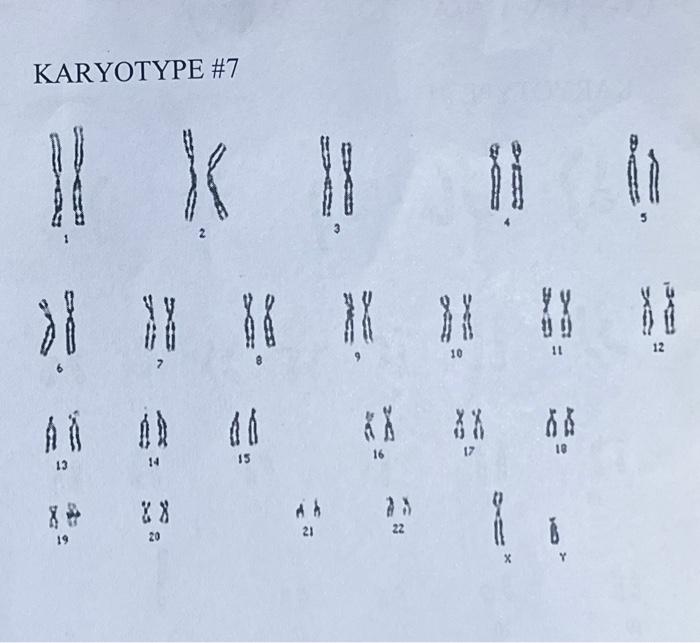 KARYOTYPE \#7 | Chegg.com