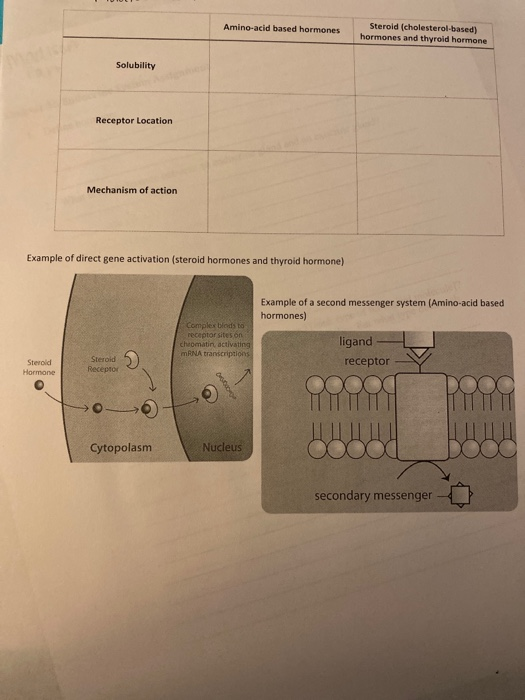 Solved Aminoacid based hormones Steroid (cholesterolbased)