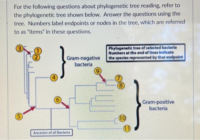 Solved For The Following Questions About Phylogenetic Tree | Chegg.com