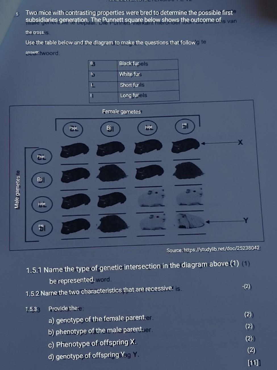Solved 5 Two mice with contrasting properties were bred to | Chegg.com