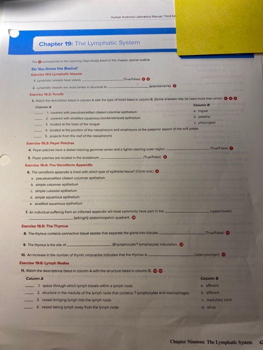 Solved Human Anatomy Laboratory Manual Third to Chapter 19