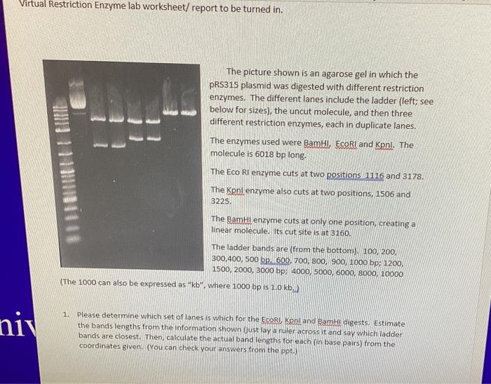 Solved Virtual Restriction Enzyme Lab Worksheet/ Report To | Chegg.com