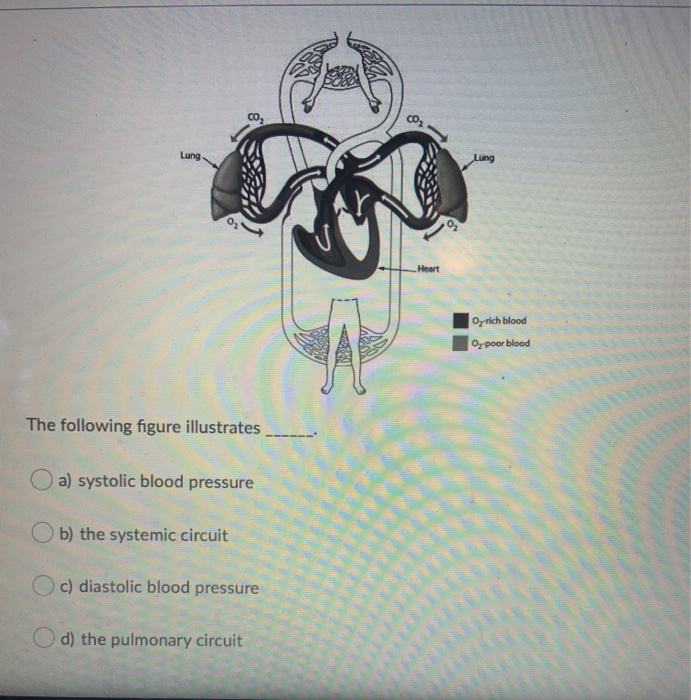 Solved 00 Lung Lung Heart Oy-rich Blood Oy Poor Blood The 