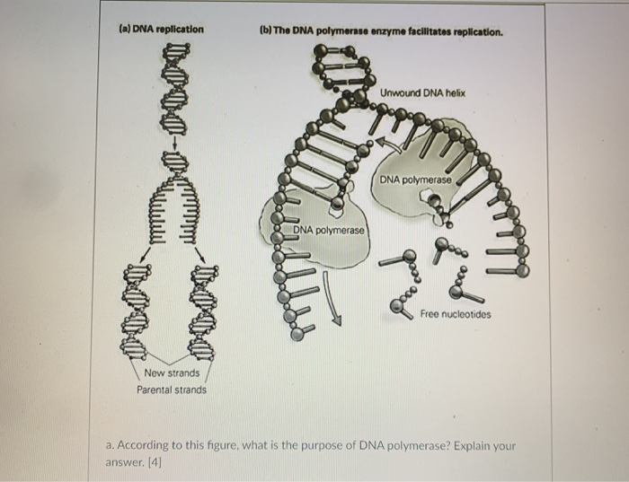 Solved (a) DNA Replication (b) The DNA Polymerase Enzyme | Chegg.com